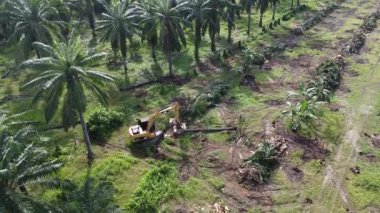 Perak, Malezya. 20 Kasım 2025: Çekiç buldozerli Tırtıl Kazısı 'nın izole Palm Petrol Çiftliği' ndeki palmiye yağı ağaçlarını iterek, çekerek ve keserek araziyi temizlediği hava sahnesi, Kg Koh.  