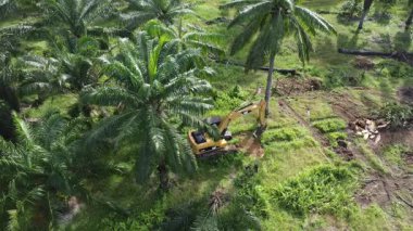 Perak, Malezya. 20 Kasım 2025: Çekiç buldozerli Tırtıl Kazısı 'nın izole Palm Petrol Çiftliği' ndeki palmiye yağı ağaçlarını iterek, çekerek ve keserek araziyi temizlediği hava sahnesi, Kg Koh.  