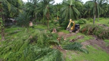 Perak, Malezya. 20 Kasım 2025: Çekiç buldozerli Tırtıl Kazısı 'nın izole Palm Petrol Çiftliği' ndeki palmiye yağı ağaçlarını iterek, çekerek ve keserek araziyi temizlediği hava sahnesi, Kg Koh.  