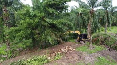 Perak, Malezya. 20 Kasım 2025: Çekiç buldozerli Tırtıl Kazısı 'nın izole Palm Petrol Çiftliği' ndeki palmiye yağı ağaçlarını iterek, çekerek ve keserek araziyi temizlediği hava sahnesi, Kg Koh.  