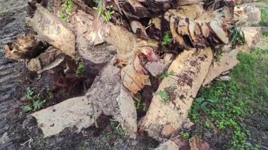 Dilimler ya da tarlada bırakılmış hurma ağaçları..