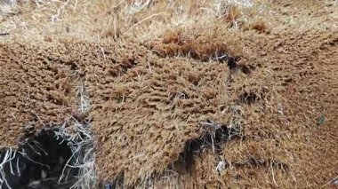 Palmiye ağacı kamyonunun yumuşak lifli dilimleriyle beslenen küçük sinekler..