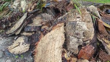 Dilimler ya da tarlada bırakılmış hurma ağaçları..