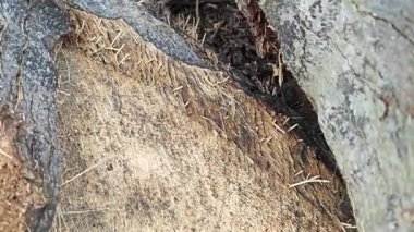 Palmiye ağacı kamyonunun yumuşak lifli dilimleriyle beslenen küçük sinekler..