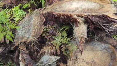 Dilimler ya da tarlada bırakılmış hurma ağaçları..