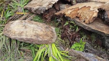 Dilimler ya da tarlada bırakılmış hurma ağaçları..