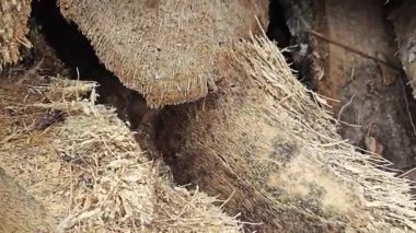 Dilimler ya da tarlada bırakılmış hurma ağaçları..