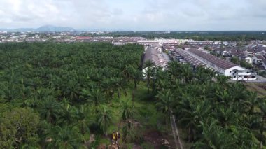 Palmiye yağı plantasyonundan uzak banliyö ufkuna doğru bir hava manzarası..
