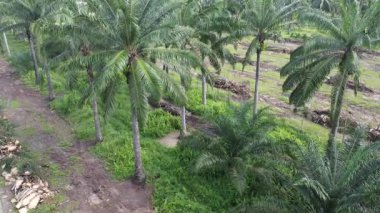 Palmiye yağı plantasyonundan uzak banliyö ufkuna doğru bir hava manzarası..