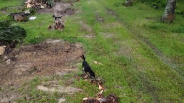 Başıboş köpekler yığının etrafında dolanıp, palmiye ağacının gövdesini keserler.. 