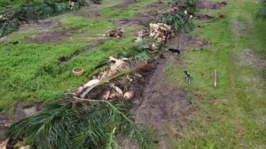 Başıboş köpekler yığının etrafında dolanıp, palmiye ağacının gövdesini keserler.. 