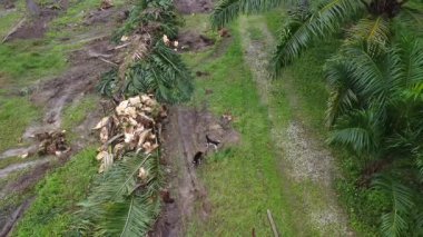 Başıboş köpekler yığının etrafında dolanıp, palmiye ağacının gövdesini keserler.. 