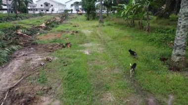 Perak, Malezya. 20 Kasım 2025: KgKoh Çiftliği 'ndeki palmiye ağacı gövdesinde başıboş gezen sokak köpekleri. 