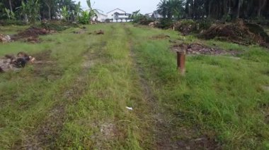 Hurma ağacının gövdesini tarlada kurutmak için sıra sıra bırakmışlar..