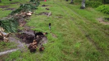 Perak, Malezya. 20 Kasım 2025: KgKoh Çiftliği 'ndeki palmiye ağacı gövdesinde başıboş gezen sokak köpekleri. 