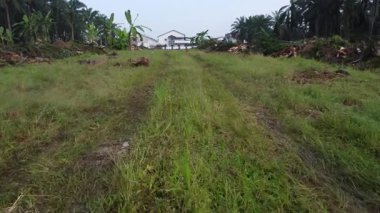 Hurma ağacının gövdesini tarlada kurutmak için sıra sıra bırakmışlar..