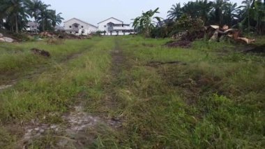 Hurma ağacının gövdesini tarlada kurutmak için sıra sıra bırakmışlar..