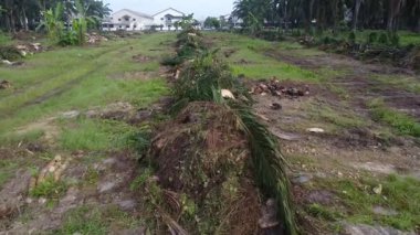 Hurma ağacının gövdesini tarlada kurutmak için sıra sıra bırakmışlar..