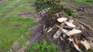 Hurma ağacının gövdesini tarlada kurutmak için sıra sıra bırakmışlar..