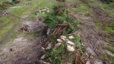 Hurma ağacının gövdesini tarlada kurutmak için sıra sıra bırakmışlar..
