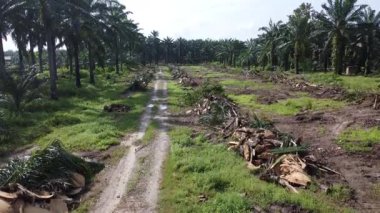 Hurma ağacının gövdesini tarlada kurutmak için sıra sıra bırakmışlar..