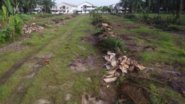 Hurma ağacının gövdesini tarlada kurutmak için sıra sıra bırakmışlar..