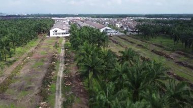 Hurma ağacının gövdesini tarlada kurutmak için sıra sıra bırakmışlar..   