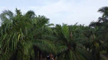 Perak, Malezya. 20 Kasım 2025: Çekiç buldozerli Tırtıl Kazısı 'nın izole Palm Petrol Çiftliği' ndeki palmiye yağı ağaçlarını iterek, çekerek ve keserek araziyi temizlediği hava sahnesi, Kg Koh.