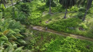 Çiftlik arazisindeki kırsal yolda insansız hava aracı uçuran bir adamın hava görüntüleri..