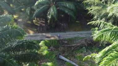 Çiftlik arazisindeki kırsal yolda insansız hava aracı uçuran bir adamın hava görüntüleri..