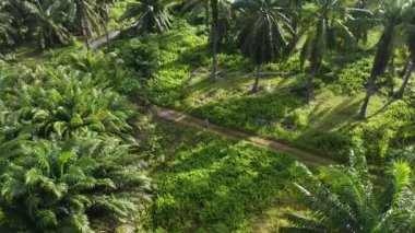 Çiftlik arazisindeki kırsal yolda insansız hava aracı uçuran bir adamın hava görüntüleri..