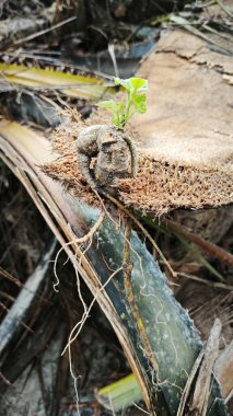 Coccinia grandis tüberküloz kökünden filizlenir..