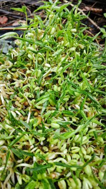 Yerden filizlenen yabani yeşil fasulye tohumu.. 