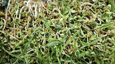 Yerden filizlenen yabani yeşil fasulye tohumu.. 