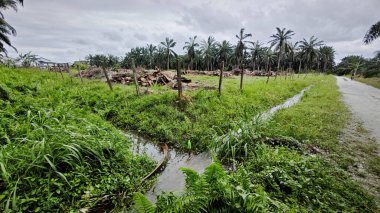 Yağmur suyunun güzel manzarası insan yapımı drenaj siperi boyunca akıyor..