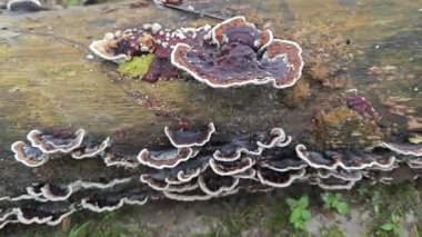 Çürüyen ağaçlardan filizlenen vahşi erken dönem mantarları..