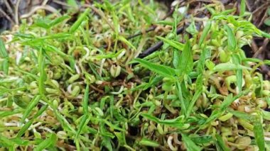 Yerden filizlenen yabani yeşil fasulye tohumu.. 