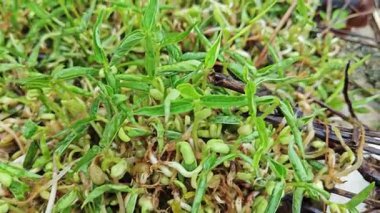 Yerden filizlenen yabani yeşil fasulye tohumu.. 