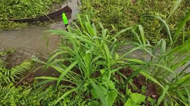 Yağmur suyunun güzel manzarası insan yapımı drenaj siperi boyunca akıyor..