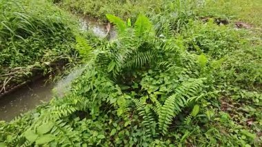 Yağmur suyunun güzel manzarası insan yapımı drenaj siperi boyunca akıyor..