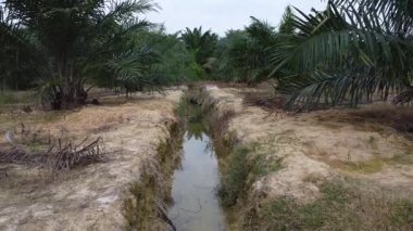 İnsan yapımı drenaj siperi boyunca akan yağmur suyuna bakıyorum..