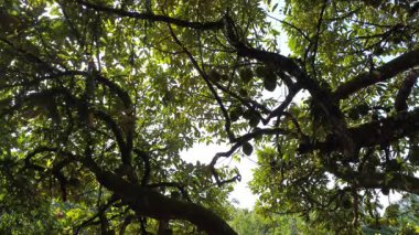 Genç meyveler veren uzun Durian ağacının havadan görünüşü.