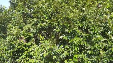 Genç meyveler veren uzun Durian ağacının havadan görünüşü.