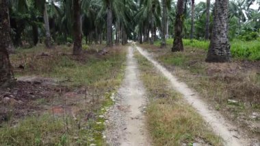İnsansız hava aracının palmiye yağı tarlası boyunca uçuşu izole edilmiş.. 