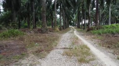 İnsansız hava aracının palmiye yağı tarlası boyunca uçuşu izole edilmiş.. 