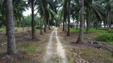 İnsansız hava aracının palmiye yağı tarlası boyunca uçuşu izole edilmiş.. 