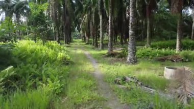 İnsansız hava aracının palmiye yağı tarlası boyunca uçuşu izole edilmiş.. 