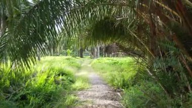 İnsansız hava aracının palmiye yağı tarlası boyunca uçuşu izole edilmiş.. 