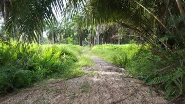 İnsansız hava aracının palmiye yağı tarlası boyunca uçuşu izole edilmiş.. 