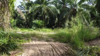 İnsansız hava aracının palmiye yağı tarlası boyunca uçuşu izole edilmiş.. 